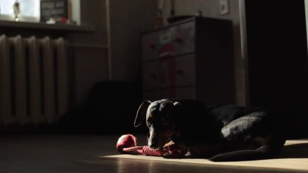 Un piccolo cane della razza Dachshund giace sul pavimento alla luce del sole con la testa appoggiata sul giocattolo e la coda scodinzolante — Video Stock