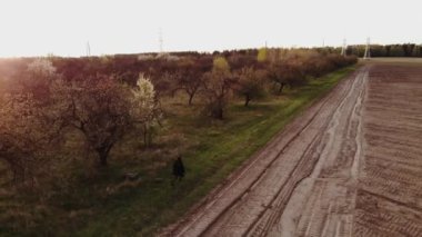 Bir yol ve tarlaların yakınındaki kırsal alanda, çiçek açan büyük bir bahar bahçesi boyunca yürüyen genç bir kızın hava manzarası.