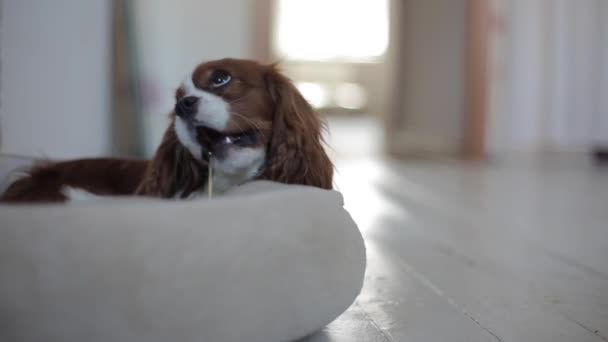 Um pequeno cão da raça Cavalier King Charles Spaniel encontra-se em sua cama de cachorro no quarto e divertidamente mastigar um pau. Close-up — Vídeo de Stock