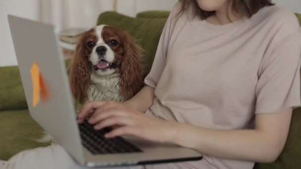 Ein süßer Spanielhund sitzt auf einer Couch und beobachtet ein freischaffendes Mädchen, das auf einem Laptop tippt. Nahaufnahme — Stockvideo