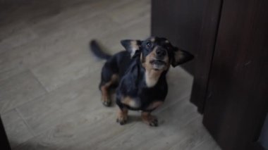 Dachshund cinsinden küçük bir köpek odanın zemininde oturup eğlenerek kuyruğunu sallarken havlar. Yakın plan.