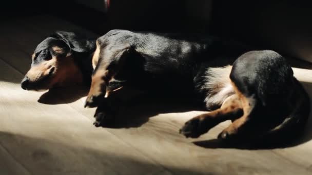 Gros plan du museau d'un teckel endormi à la lumière du soleil sur le sol de la pièce. Le jeu de la lumière et de l'ombre 