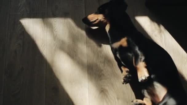 Um cão dachshund dorme no chão da sala e divertidamente puxa suas patas em um sonho em um quadrado de luz solar caindo da janela. Close-up — Vídeo de Stock