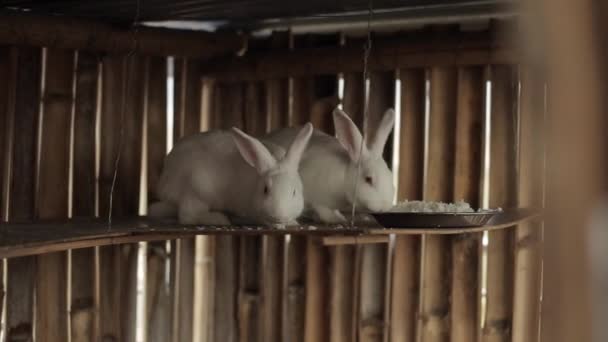Vita kaniner i en stor träbur, ladugård som äter från en tallrik. — Stockvideo