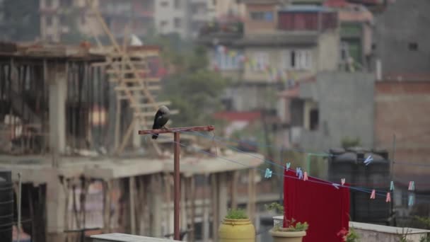 Un balcón nepalés, la azotea. Lavandería colgada de un tendedero. Cuervo sentado en el balcón. Paisaje urbano de Katmandú . — Vídeo de stock