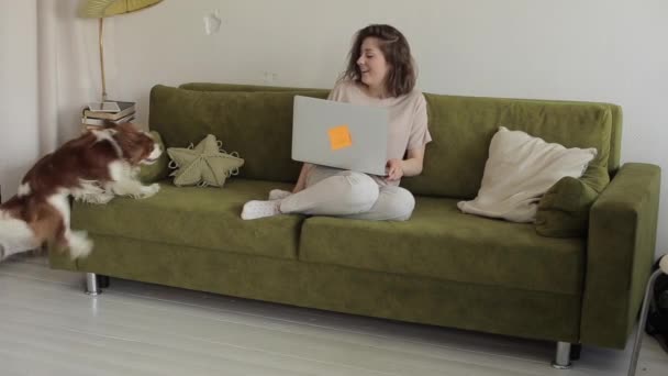 Genç serbest çalışan bir kız kanepede otururken dizüstü bilgisayarda çalışıyor ve şirin köpeğini kanepeye davet ediyor. Yakın plan. — Stok video