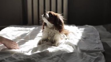 Genç bir kız Şövalye Kral Charles Spaniel köpeğiyle güneş ışığında bir yatakta oynuyor. Yakın plan.