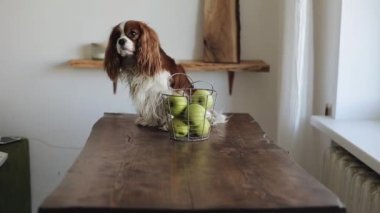 Spaniel köpeği elmalı sepetin yanındaki kahverengi ahşap bir masaya oturur ve sonra masadan yere atlar. Yakın plan.