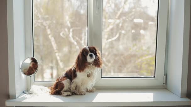 A dog of the Cavalier King Charles Spaniel breed sits on the windowsill in the room in the sunshine and then jumps off onto the floor. Close-up — Stock Video