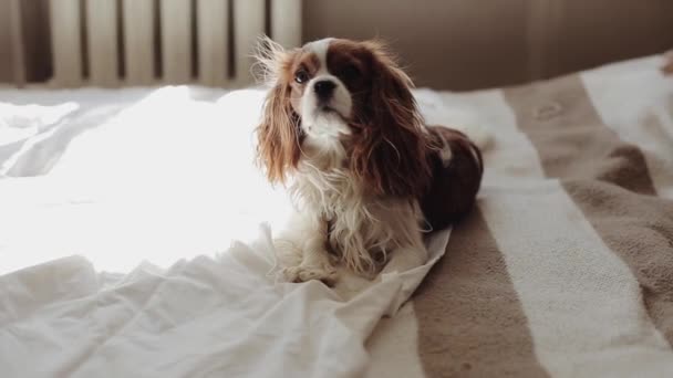 Um cão da raça Cavalier King Charles Spaniel jaz em uma cama no quarto nos raios da luz solar e acena sua cauda. Close-up — Vídeo de Stock