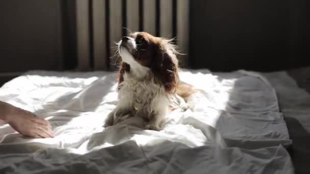 En ung flicka leker med sin Cavalier King Charles Spaniel hund på en säng i solens strålar. Närbild — Stockvideo