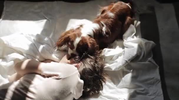 Uma jovem está brincando com seu cavaleiro rei Charles spaniel cão na cama escondido sob um lençol. Close-up. Vista de cima — Vídeo de Stock