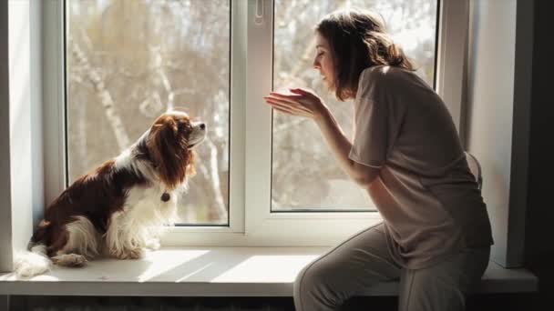 Una joven se sienta en un alféizar de la ventana con su perro Cavalier King Charles Spaniel y sopla pétalos de flores en ella. Primer plano. Vista lateral. Movimiento lento — Vídeo de stock