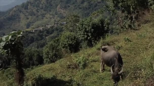 Nepal tepelerinde, yeşil tarlalarda otlayan bir öküz. Güzel manzara, ağaçlar.. — Stok video