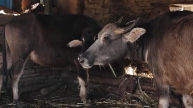 Kahverengi öküzler ahırda, ahırda. Güneşli. Kapat..