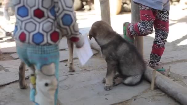 Twee indianenkinderen die met een puppy spelen. Indiaanse straat, armoede. Honden. — Stockvideo