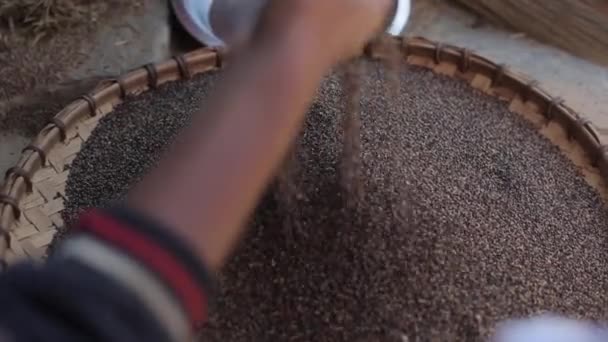 Um close-up de crianças mãos tocando grãos de arroz preto com os dedos . — Vídeo de Stock