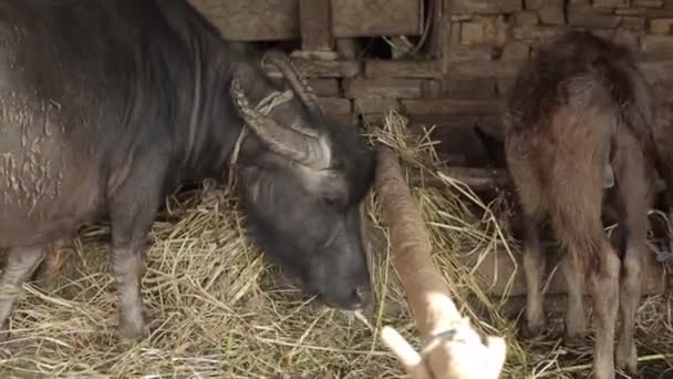 Uma grande vaca marrom com enormes chifres tortos come feno em um galpão de pedra de uma aldeia nepalesa com seu bezerro. Close-up — Vídeo de Stock