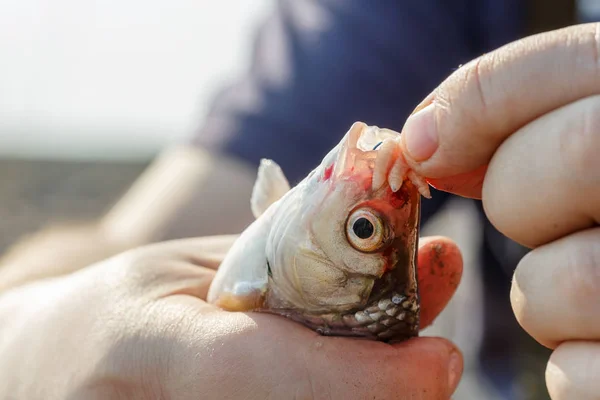 One river little fish in the hand of a fisherman