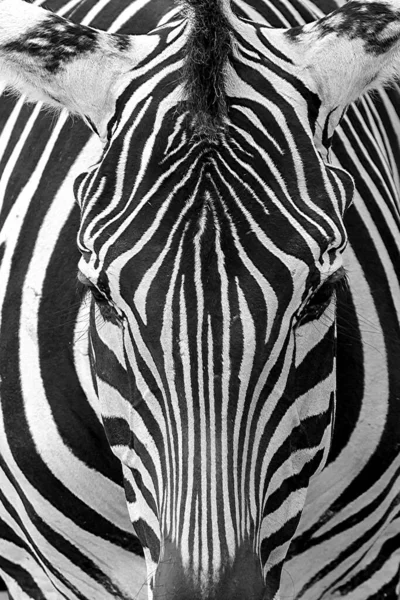 Zebra Naturen Porträtt Närbild — Stockfoto