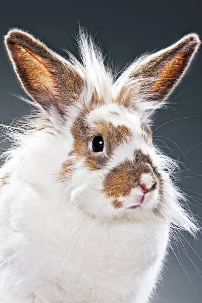 Retrato de um coelho — Fotografia de Stock