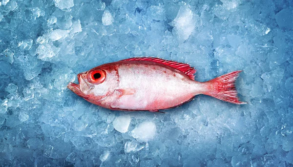 Reklam fotografi fisk liggande på isen — Stockfoto