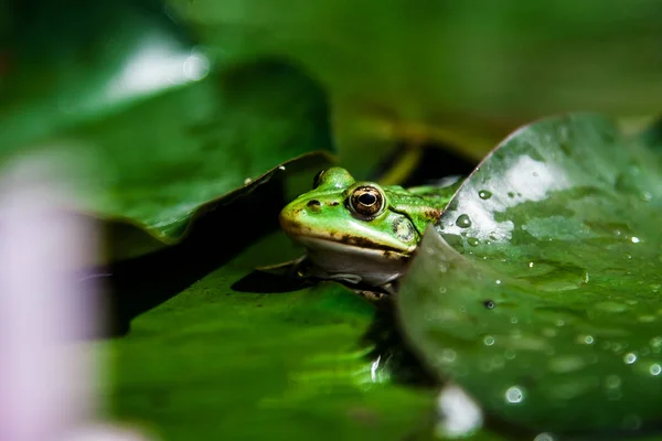 Жаба на зеленом листе Лицензионные Стоковые Изображения