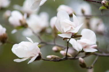 Manolya çiçek. Manolya ağacı çiçeği.
