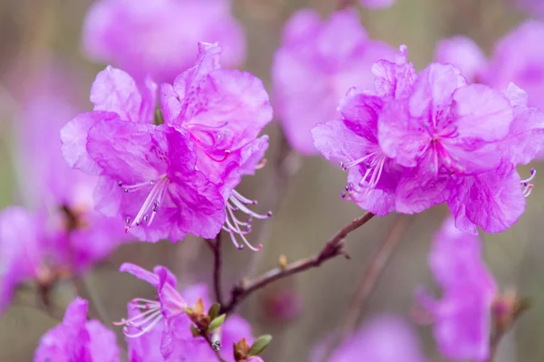 Paars Lente Bloesem Bloemen Het Park Macro — Stockfoto