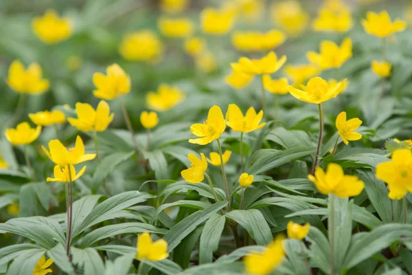 Żółta Wiosna Blossom Kwiaty Parku — Zdjęcie stockowe