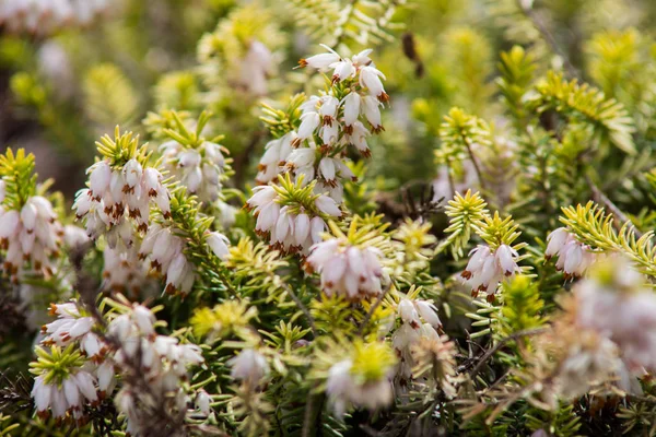 Fiori Bianchi Primavera Fiori Parco — Foto Stock