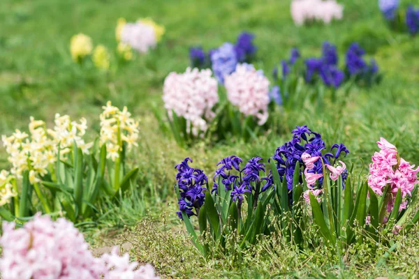 Wiosna Blossom Kwiaty Parku — Zdjęcie stockowe