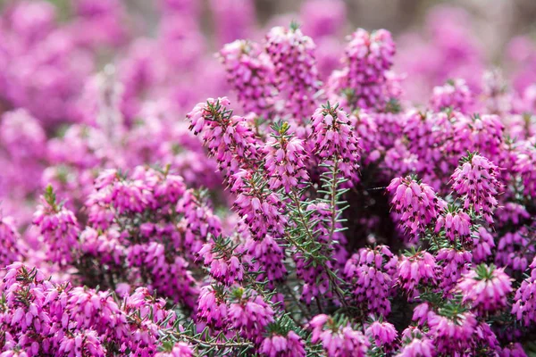 Violette Frühlingsblüte Blumen Park — Stockfoto