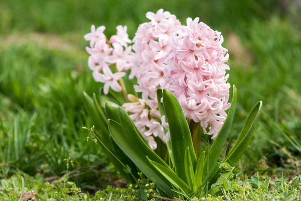 Fiore Primavera Rosa Fiori Parco — Foto Stock