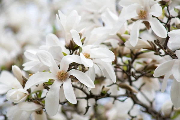 Magnolia Bloemen Bloesem Van Magnoliaboom Rechtenvrije Stockfoto's