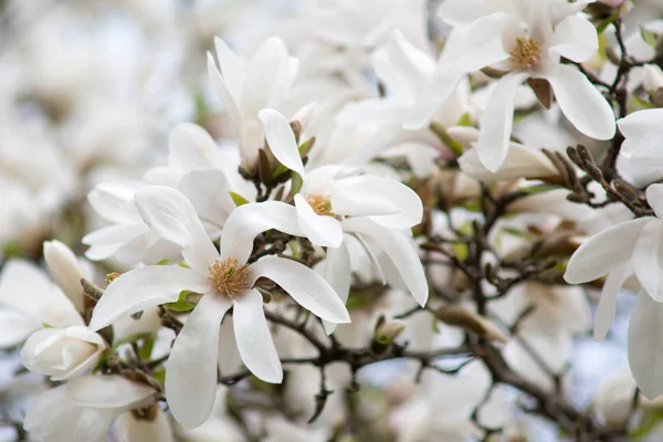 Fiori Magnolia Fioritura Albero Magnolia Foto Stock Royalty Free