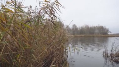 Sonbahar nehri, sazlıklar, kıyıdan manzara..