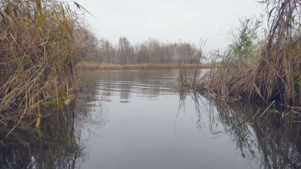 Herbst Fluss Schilf Blick Vom Ufer — Stockvideo
