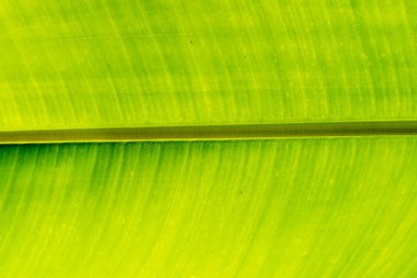 yeşil muz yaprağı yakın çekim