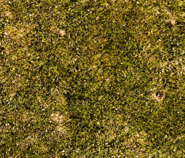 Sfondo muschio verde. Vista dall'alto — Foto Stock