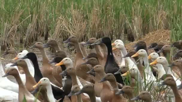 Gaggle rushing back and forth in the field — Stock Video