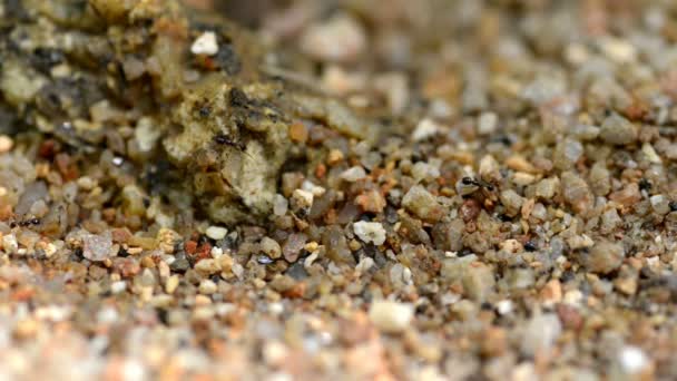 Pebble with an ant path close up — Stock Video