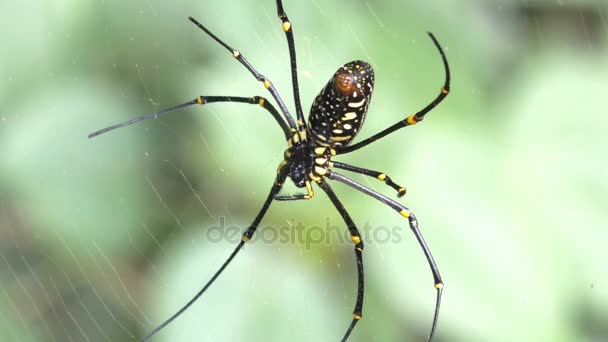 Close up spider on web in tropical forest. — Stock Video