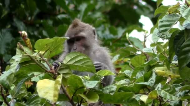 Mono en el árbol comiendo una fruta — Vídeos de Stock