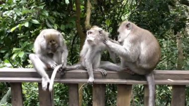 Üç maymun rainforest karşı pire tarağı
