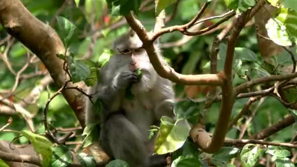 Mono en el árbol comiendo una fruta — Vídeos de Stock