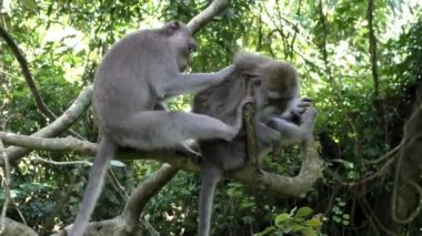 Pire, rainforest karşı iki maymun tarak