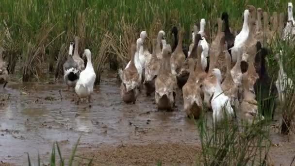 Gaggle rushing in the field — Stock Video