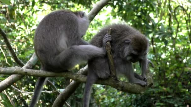 Famille des singes peigne puces dans la forêt tropicale — Video