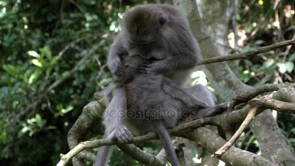 Mono familia peine pulgas en la selva tropical — Vídeos de Stock